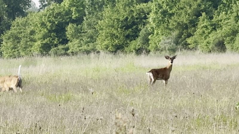 Deer Wandering Freely Through the Woods and Fields