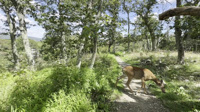 Direct Access to the Appalachian Trail From Your Campsite