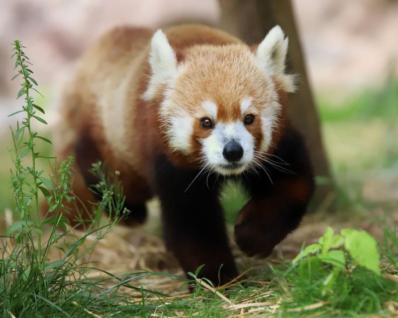 Diverse Animal Collection: From Bison to Red Pandas
