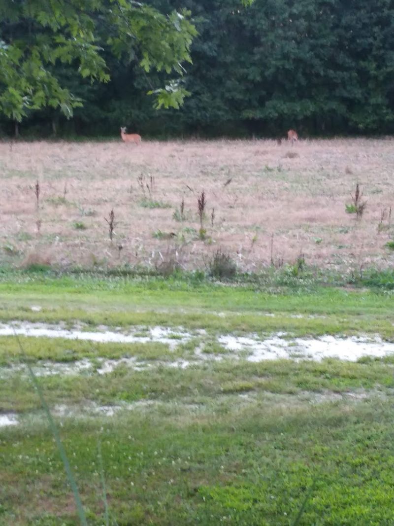 Diverse Wildlife You Will Not See Everywhere