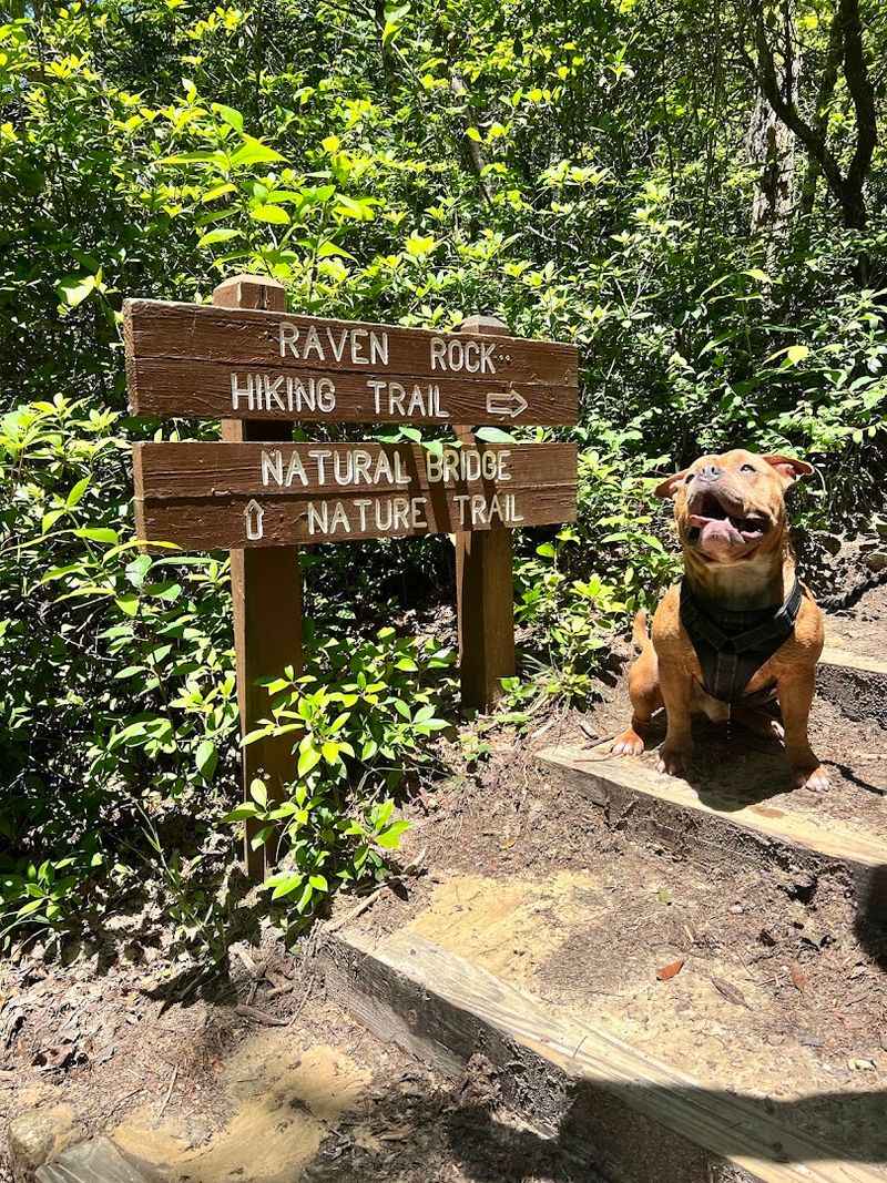 Dog-Friendly Adventure: Bring Your Four-Legged Hiking Buddy Dog-Friendly Adventure: Bring Your Four-Legged Hiking Buddy