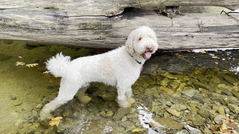 Dog-Friendly Adventure for Four-Legged Friends