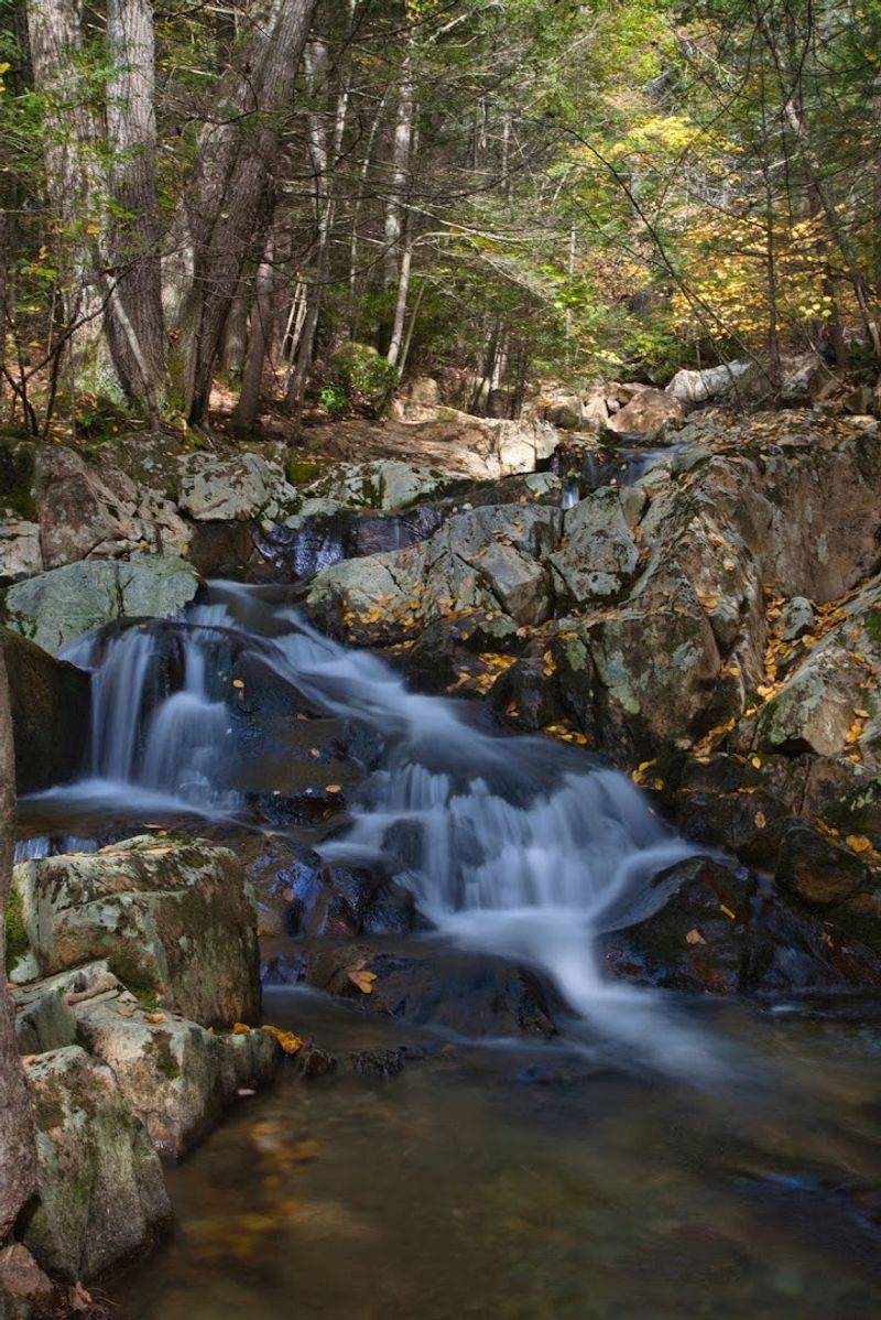 Dog-Friendly Adventures on the Trail Dog-Friendly Adventures on the Trail