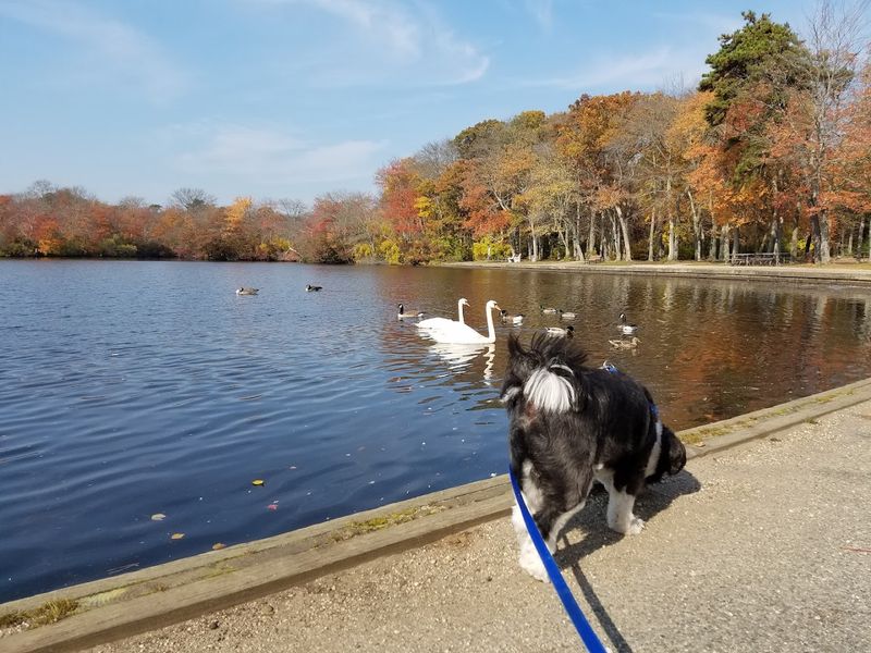 Dog-Friendly Fun for Four-Legged Friends Dog-Friendly Fun for Four-Legged Friends