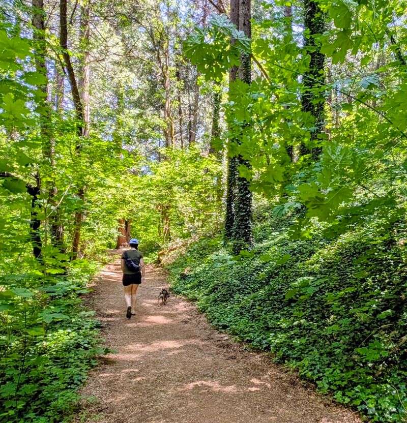 Dog-Friendly Trail Access and Tips