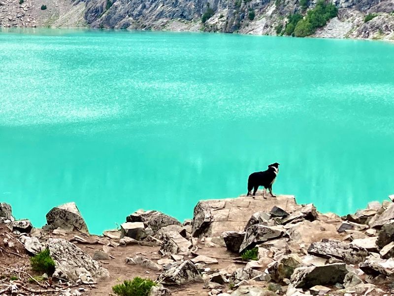 Dog-Friendly Trail Details for Pet Owners