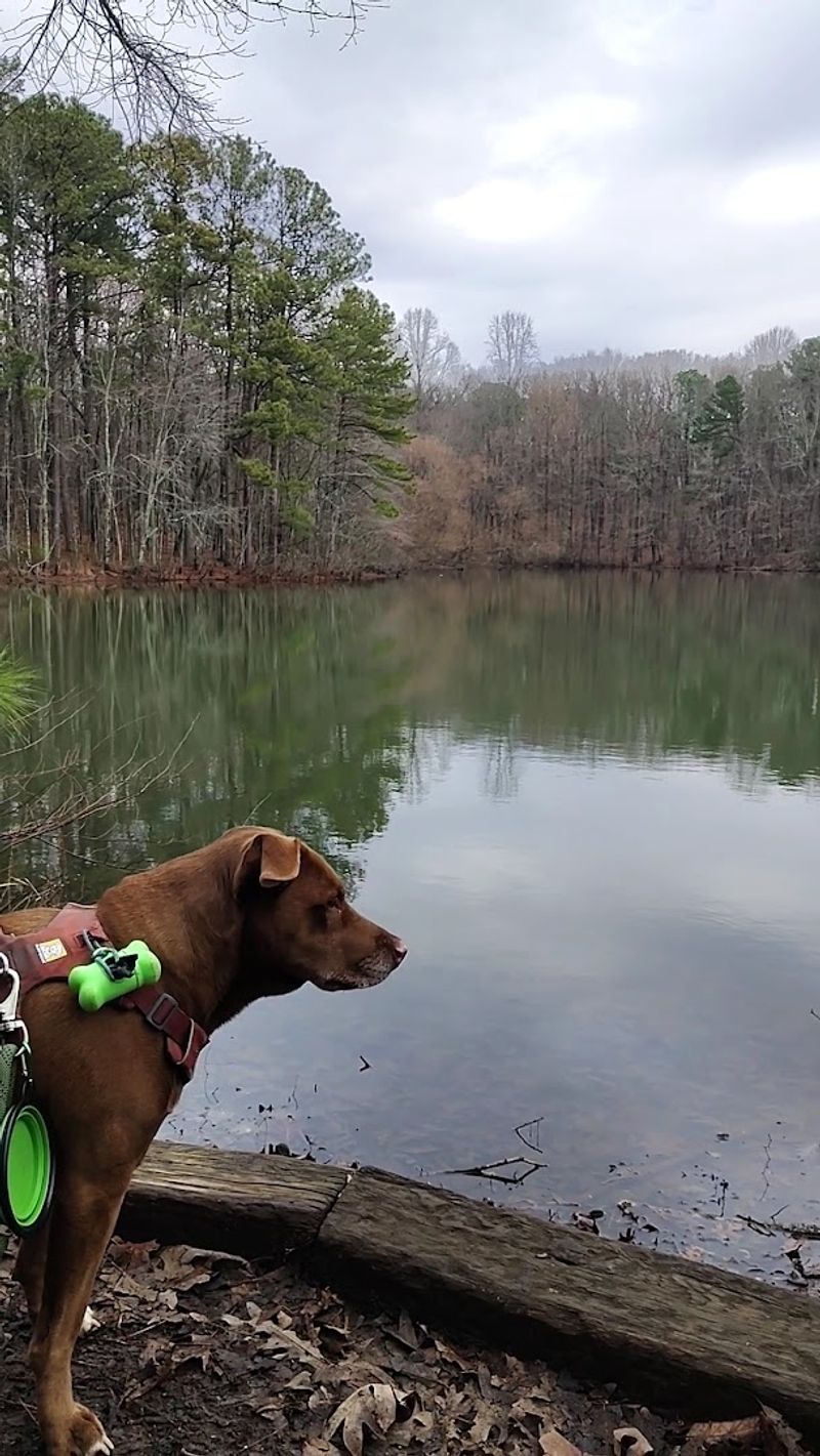 Dog-Friendly Trails That Pets Will Love Dog-Friendly Trails That Pets Will Love