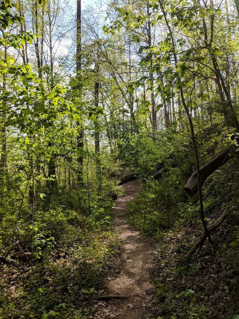 Dog-Friendly Trails That Tails Will Wag For