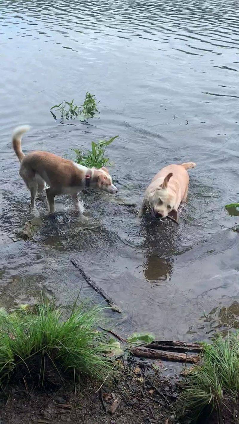 Dog-Friendly Trails That Welcome Four-Legged Explorers Dog-Friendly Trails That Welcome Four-Legged Explorers