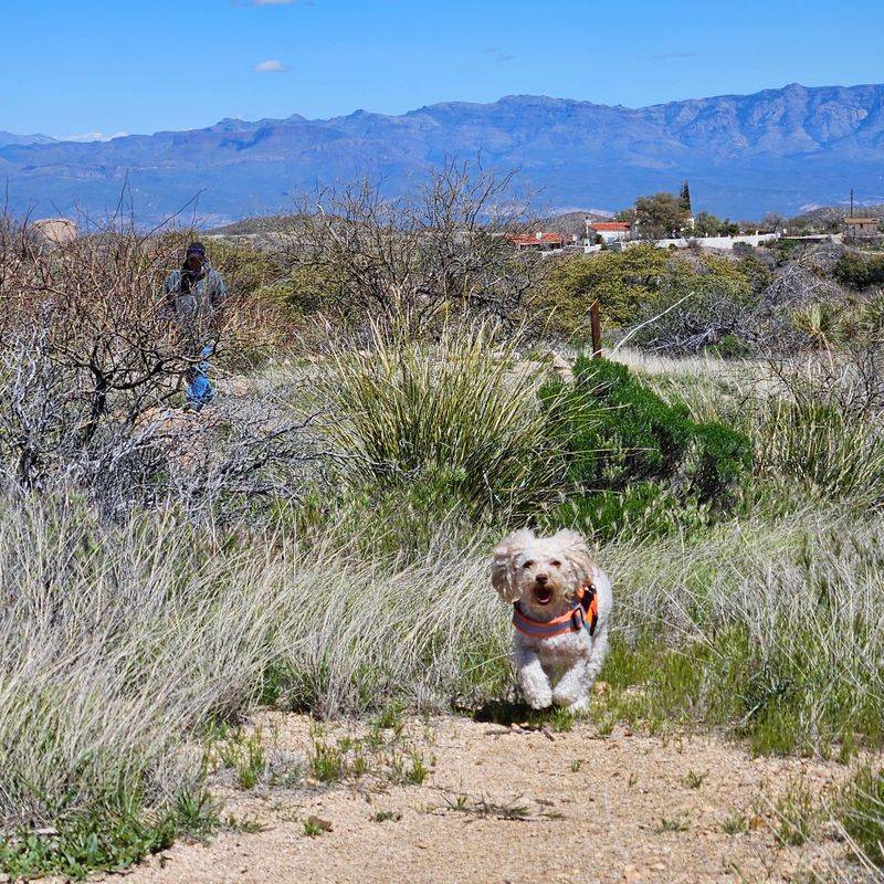 Dog-Friendly Trails That Work for Reactive and Rescue Pups Dog-Friendly Trails That Work for Reactive and Rescue Pups