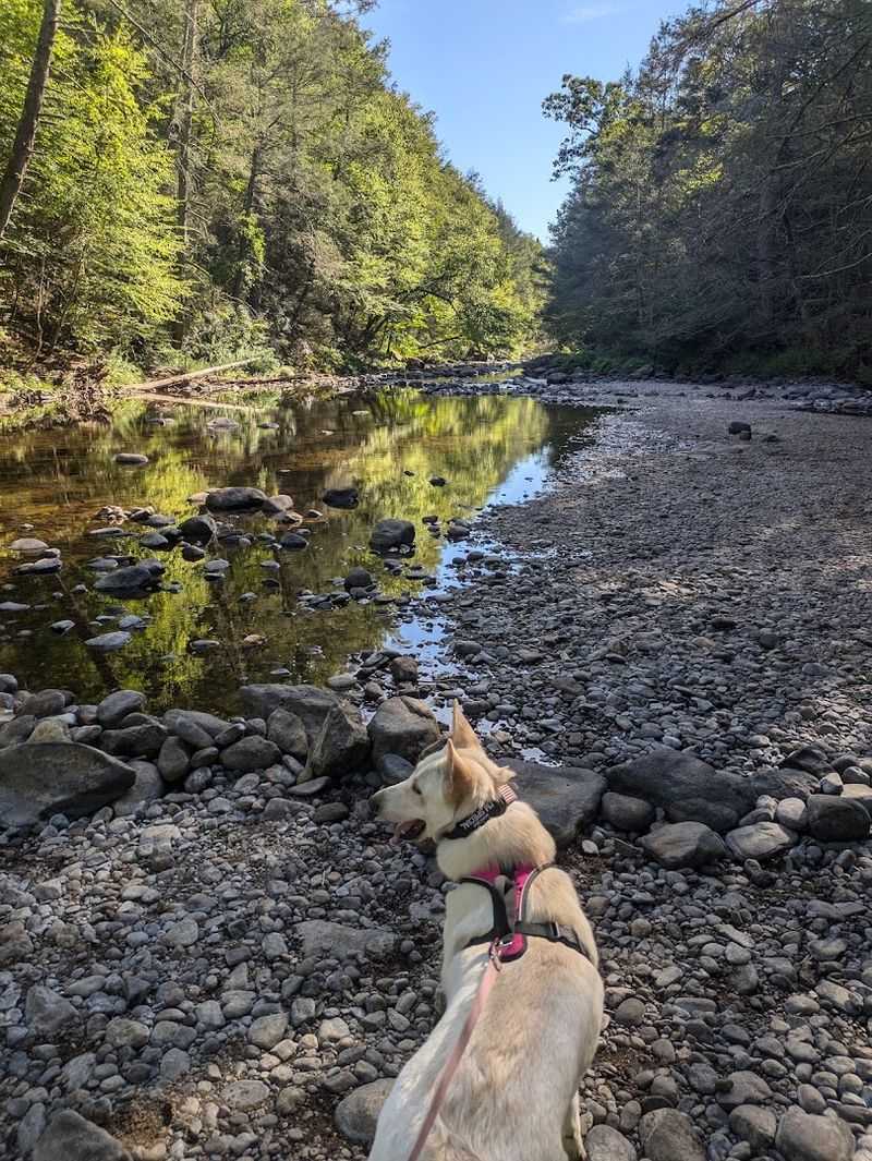 Dog-Friendly Trails That Your Pup Will Absolutely Love Dog-Friendly Trails That Your Pup Will Absolutely Love