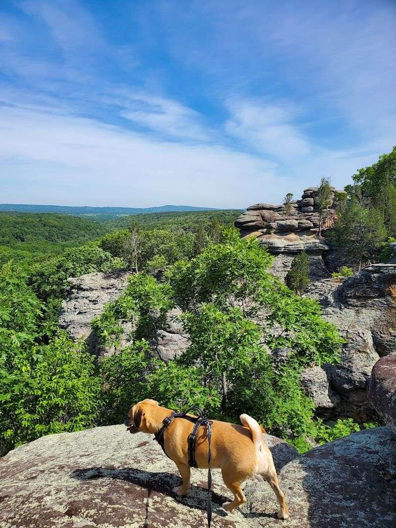 Dog-Friendly Trails That Your Pup Will Absolutely Love
