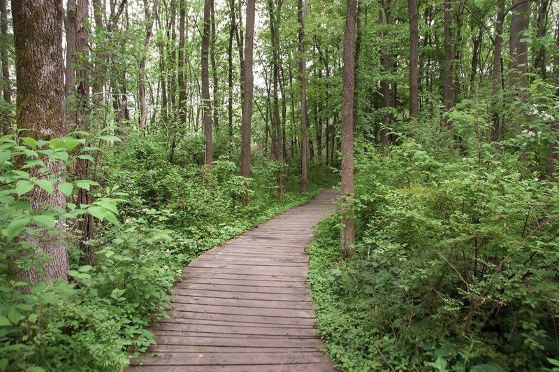 Dog-Friendly Trails Welcome Four-Legged Explorers Too Dog-Friendly Trails Welcome Four-Legged Explorers Too