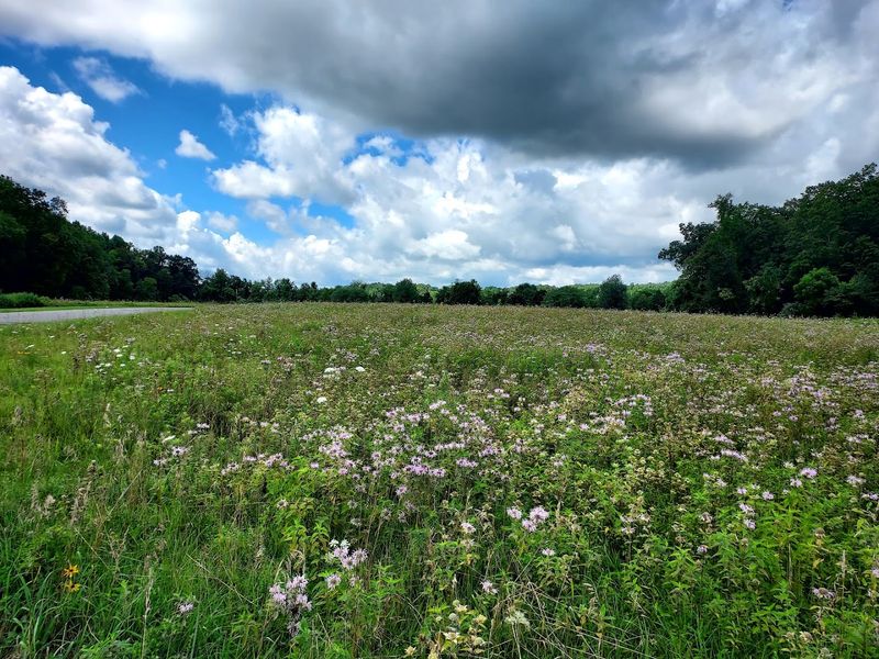 Dog-Friendly Trails and Open Spaces