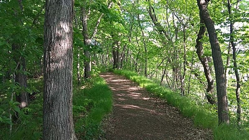 Dog-Friendly Trails for Four-Legged Explorers