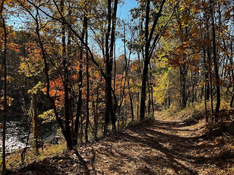Dog-Friendly Trails for Your Four-Legged Friends Dog-Friendly Trails for Your Four-Legged Friends