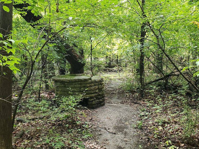 Dog-Friendly Trails the Whole Pack Will Love