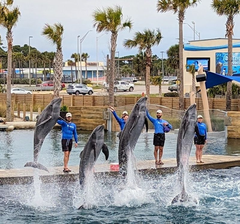 Dolphin Shows That Keep Visitors Coming Back For More Dolphin Shows That Keep Visitors Coming Back For More
