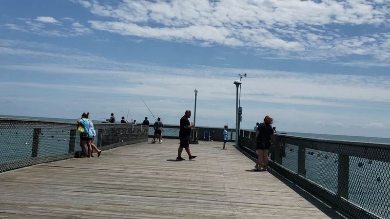 Dolphin Sightings That Make The Walk Unforgettable Dolphin Sightings That Make The Walk Unforgettable