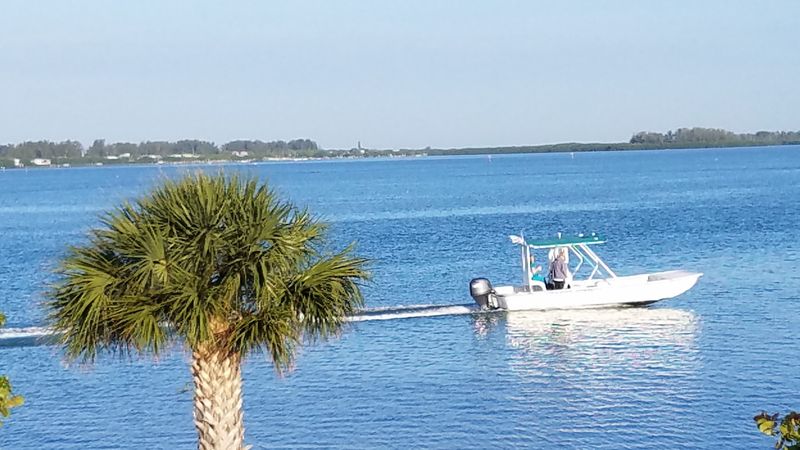 Dolphin and Manatee Encounters
