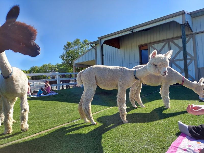 Eagle Eye Farm Is Perfect for All Ages
