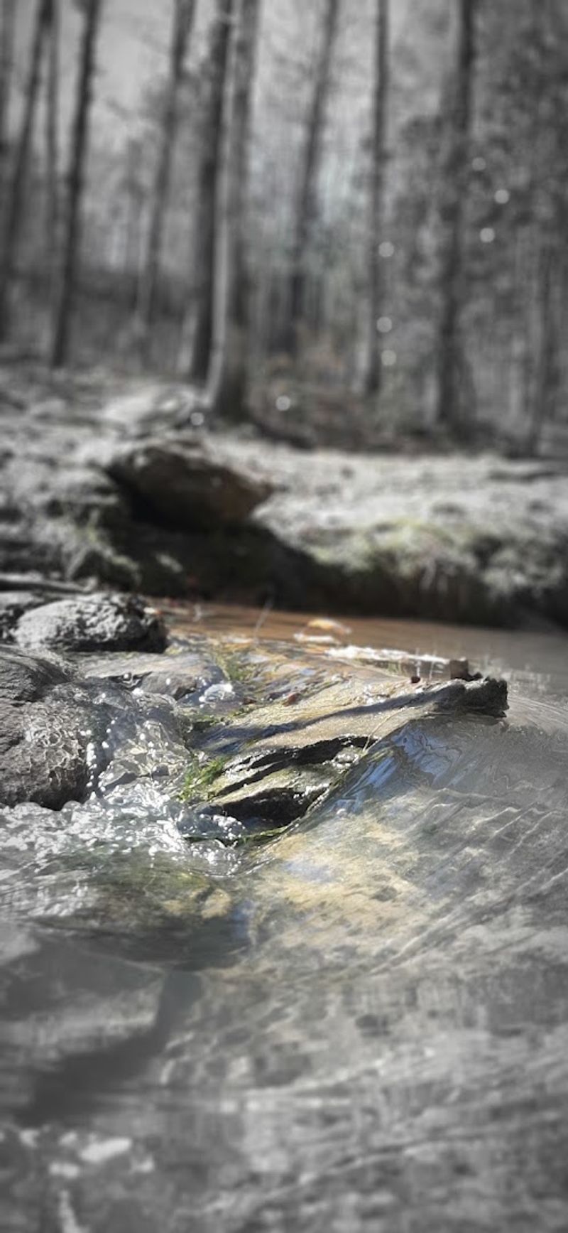Eastatoe Creek: A Hidden Waterway Beloved by Fly Fishermen