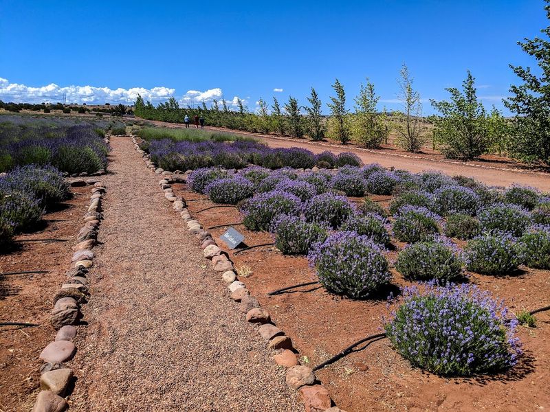Educational Farm Talks on Growing Lavender at High Altitude Educational Farm Talks on Growing Lavender at High Altitude