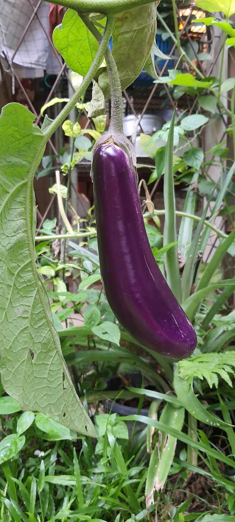 Eggplant Eggplant