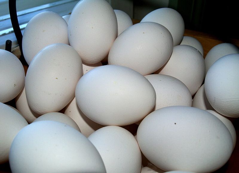 Eggs Eggs