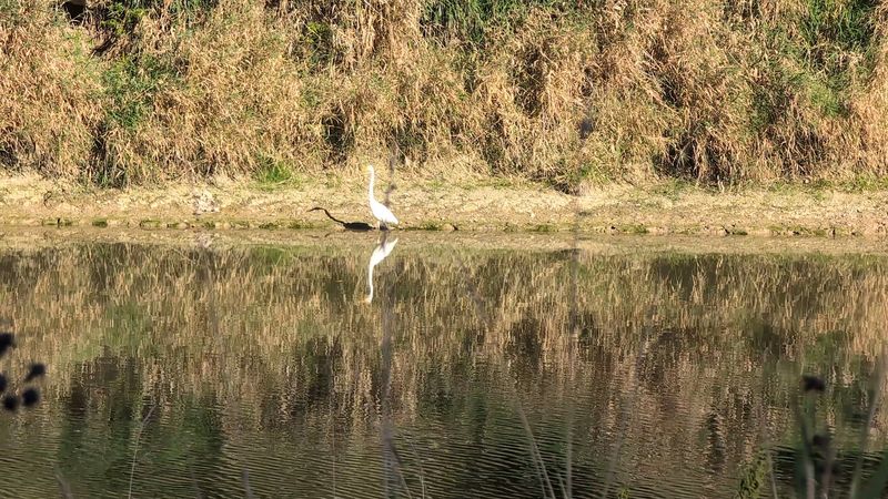 Egrets Glowing White Against the Marsh Grass