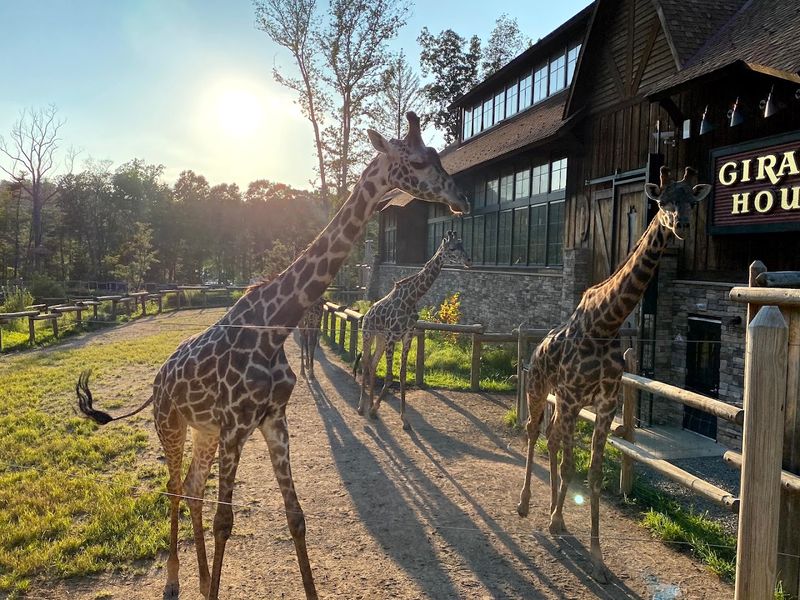 Essex County Zoo: Wild Animals Right Inside the Park