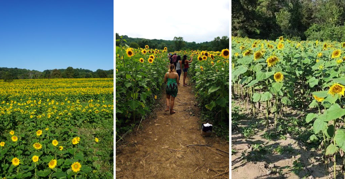 Every Summer Thousands Explore This Incredible 40 Acre Sunflower Maze In New Jersey