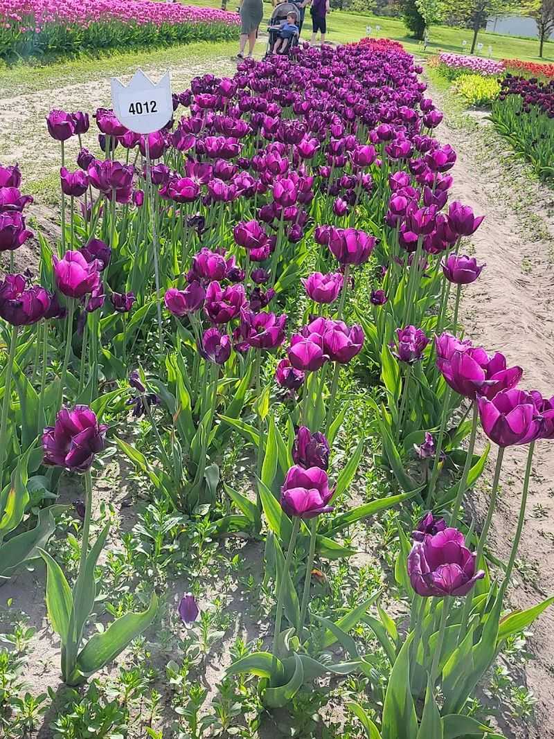 Every Tulip Plot Is Numbered for Easy Bulb Ordering Every Tulip Plot Is Numbered for Easy Bulb Ordering