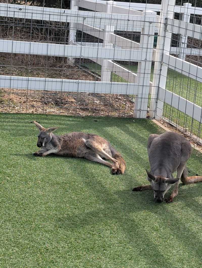 Exotic Animals You Would Never Expect to Find Here