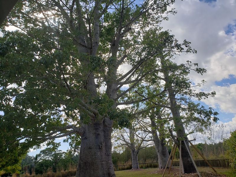 Exotic Trees Including the Legendary Baobab Exotic Trees Including the Legendary Baobab