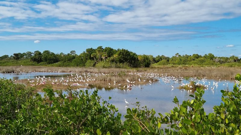 Exploring the Black Point Wildlife Drive by Day