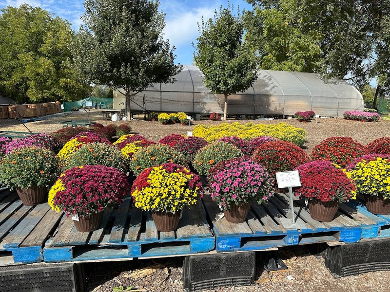 Fall Decorations That Make the Whole Neighborhood Jealous