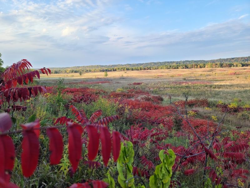 Fall Foliage: When the Park Turns Into a Painting