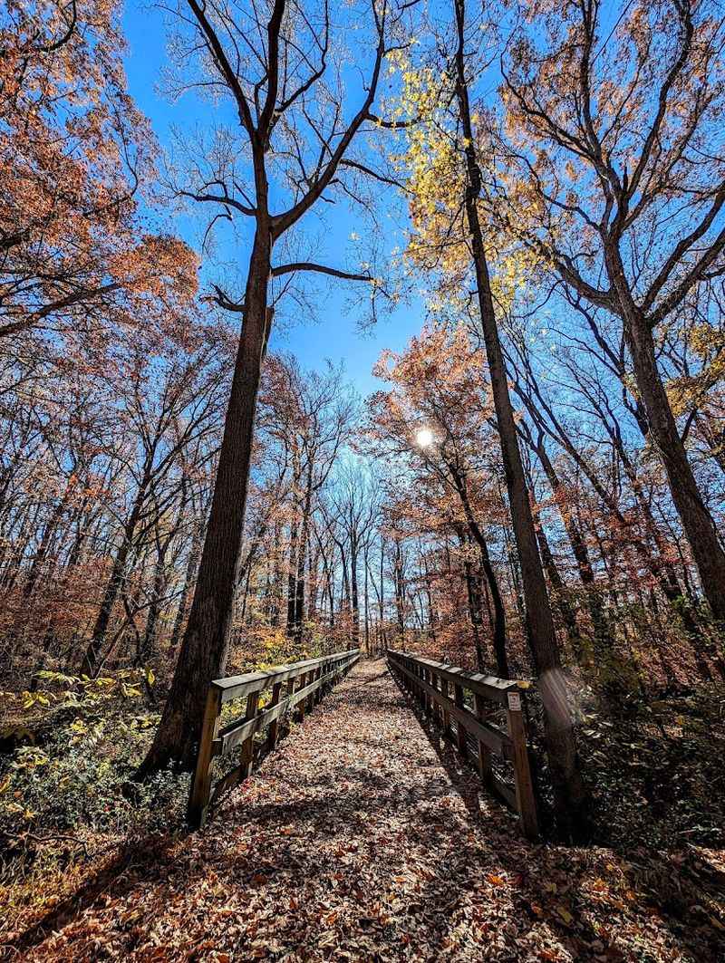 Fall Foliage and Seasonal Beauty