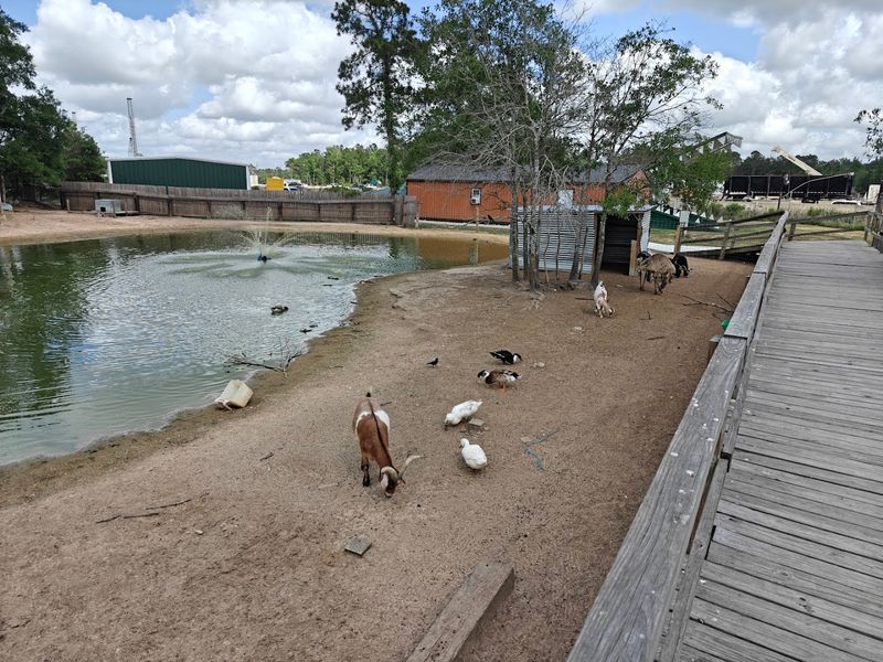 Farm Animal Feeding Area