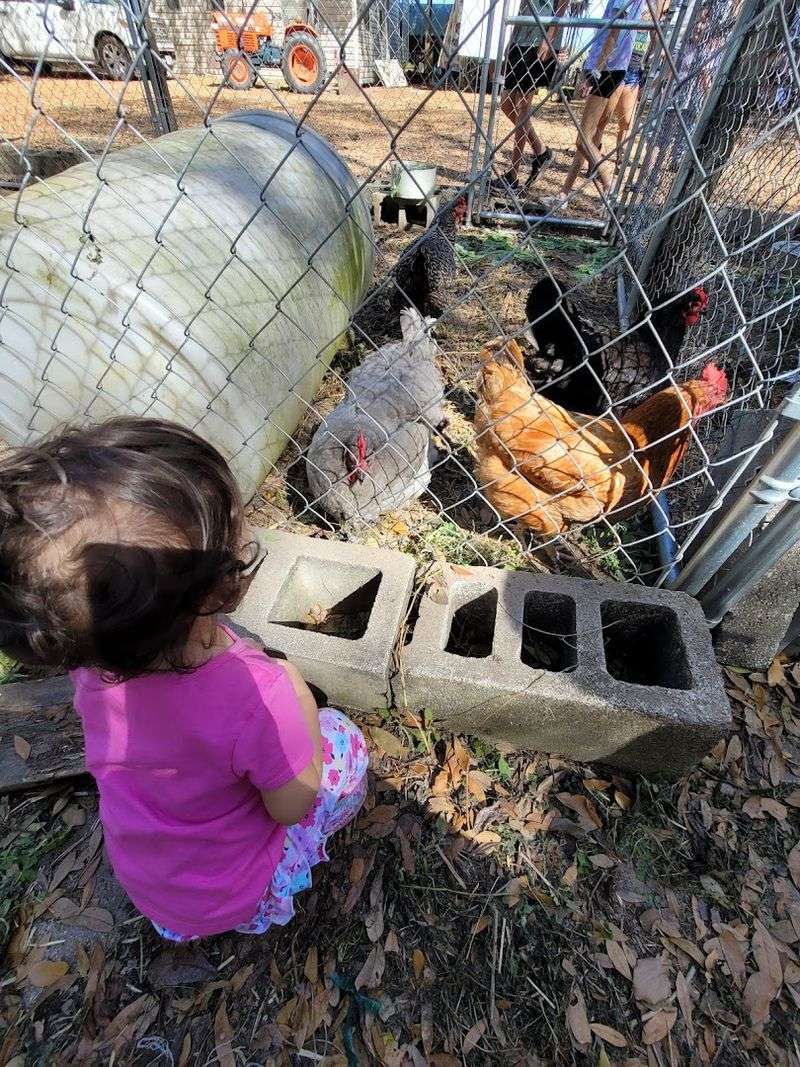 Farm Animals That Kids Absolutely Adore