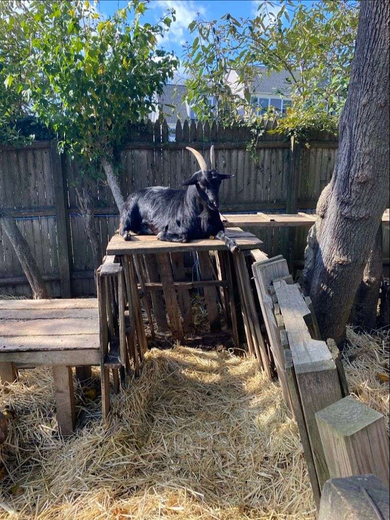 Farm Animals That Make Every Visit Extra Special