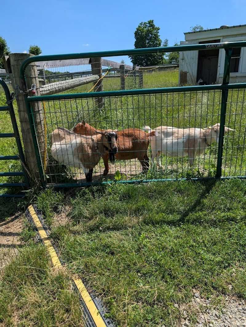 Farm Animals That Steal the Show