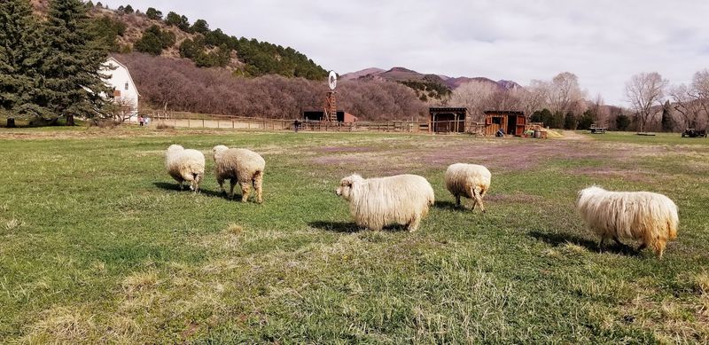 Farm Animals the Whole Family Will Love