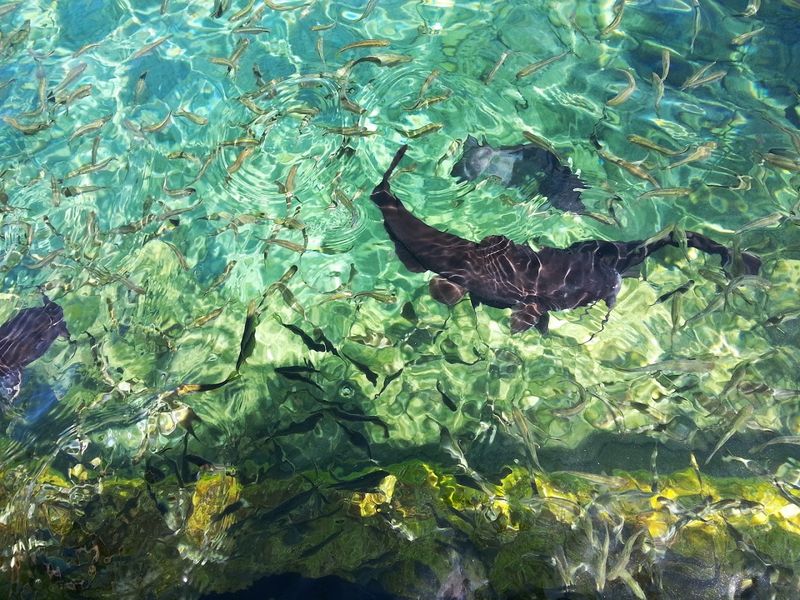 Fascinating Aquatic Wildlife Up Close