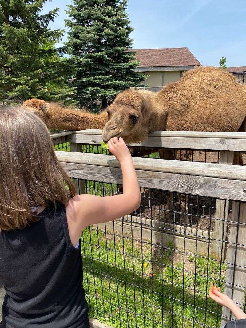 Feeding Camels, Alpacas, and Goats