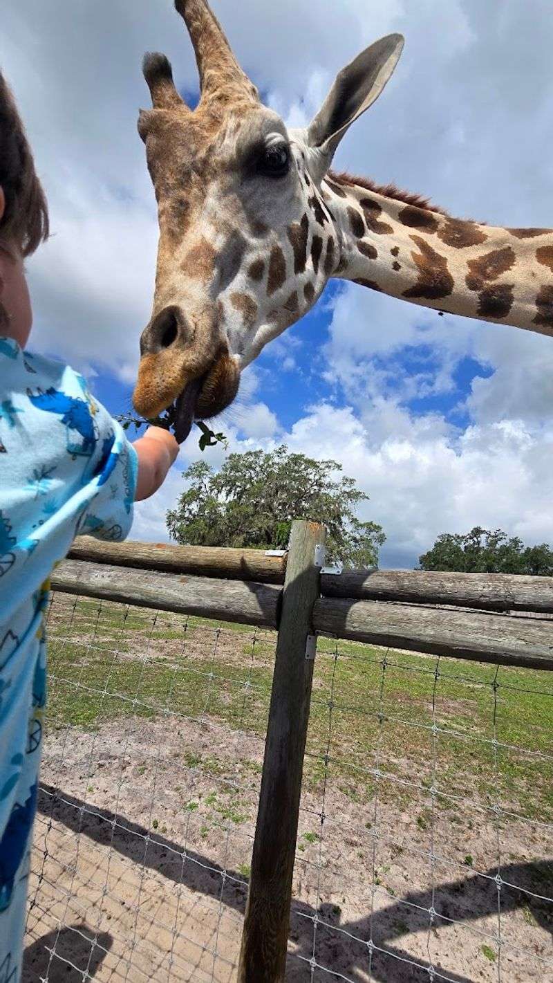 Feeding Kai the Giraffe Up Close