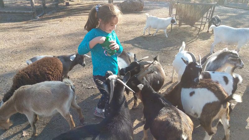 Feeding the Animals is Pure Magic