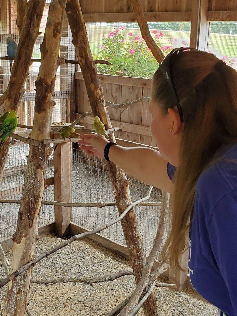 Feeding the Birds in the Aviary