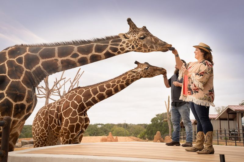 Feeding the Giraffes: A Hands-On Encounter You Will Never Forget